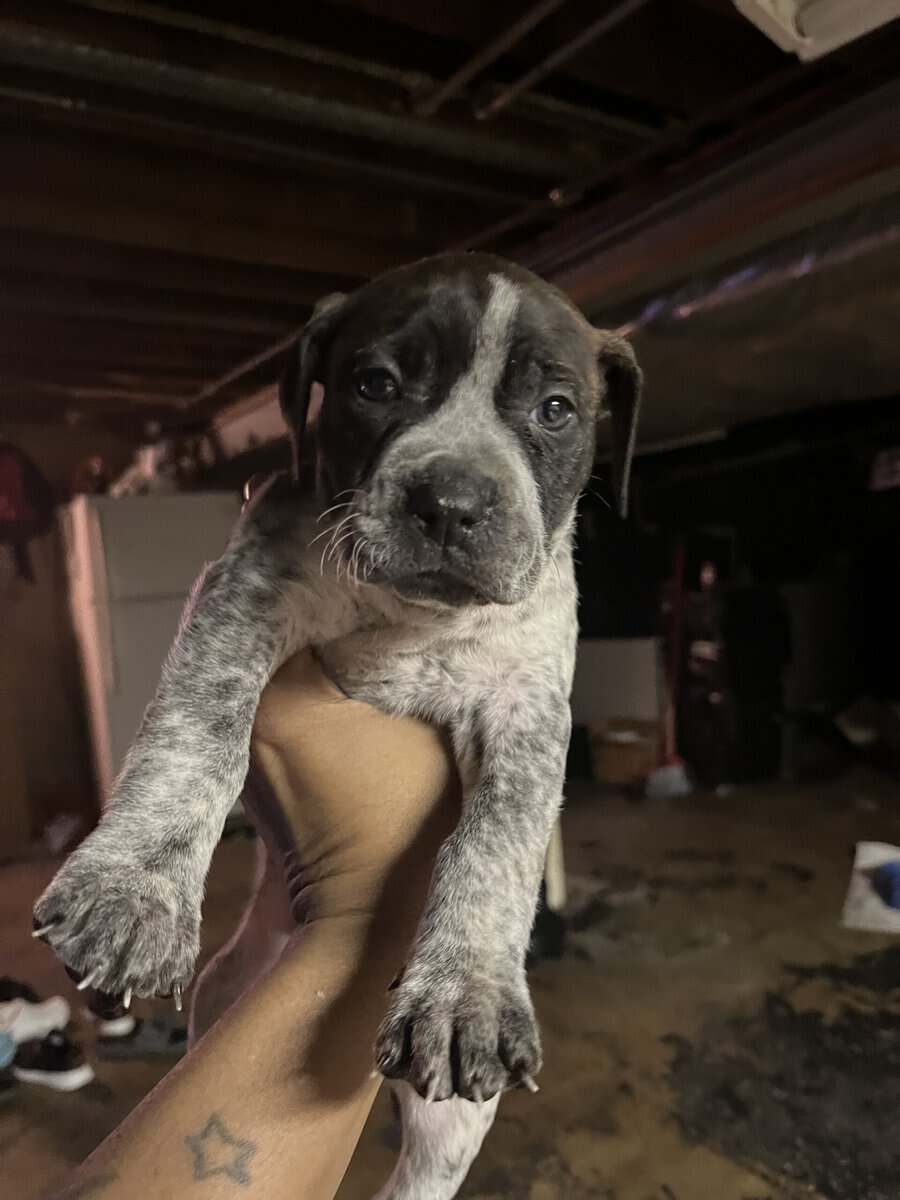 Blue nose, pitbull puppy image 1