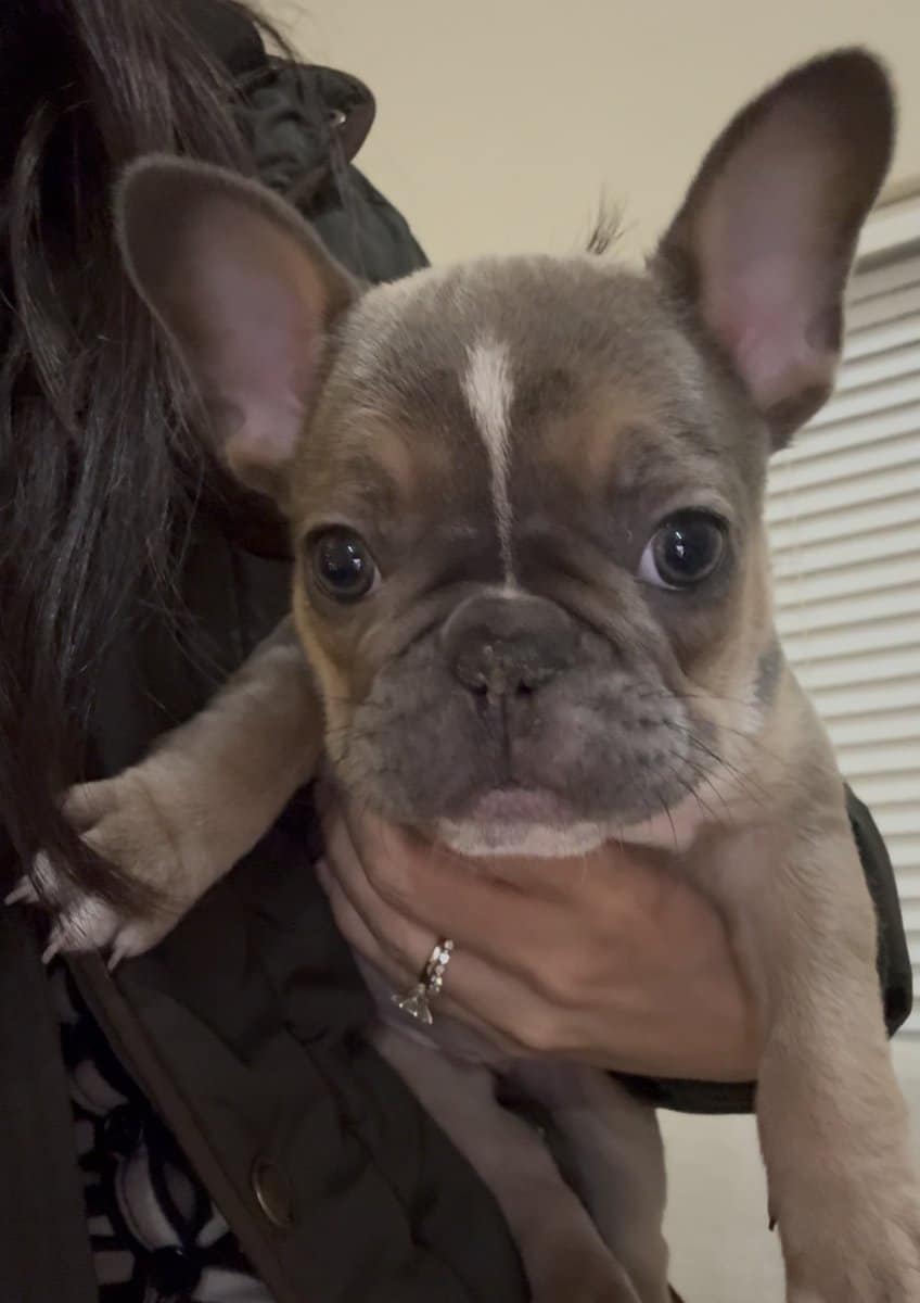 French Bulldog Puppies image 1