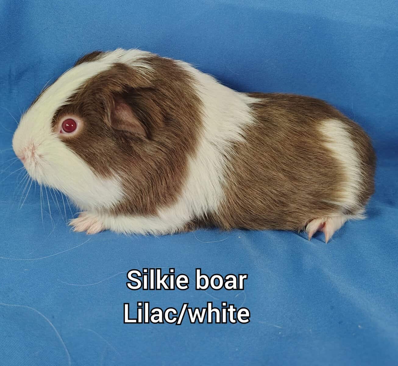 Long haired guineapigs image 3
