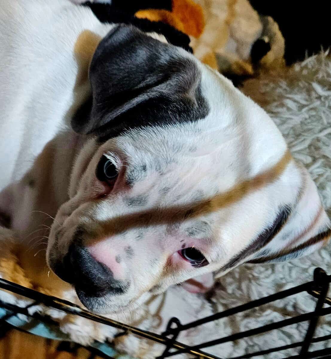 8 week old Pitbull puppies image 5