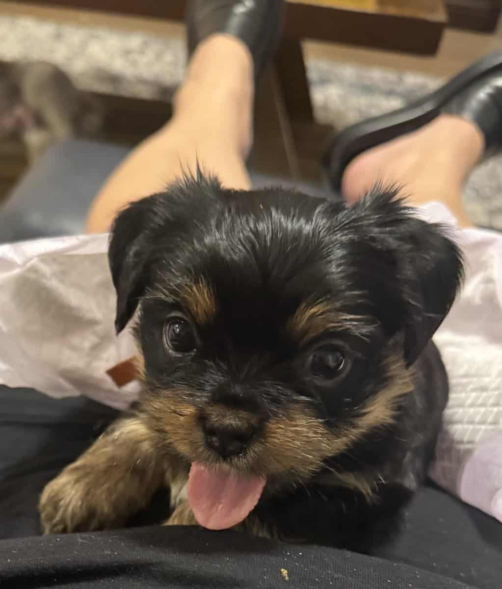 Shorkies (designer dogs) cross Shih Tzu & Yorkie image 3