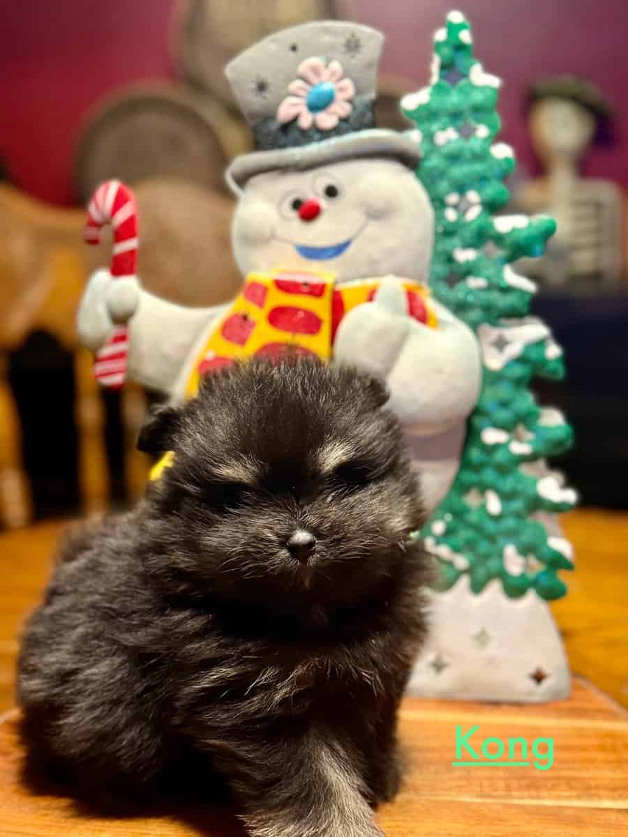 Adorable Pomeranian Puppies image 2