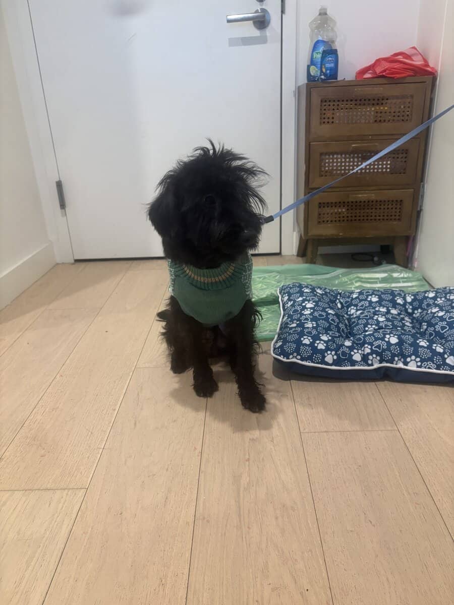 Schnauzer - Terrier image 1