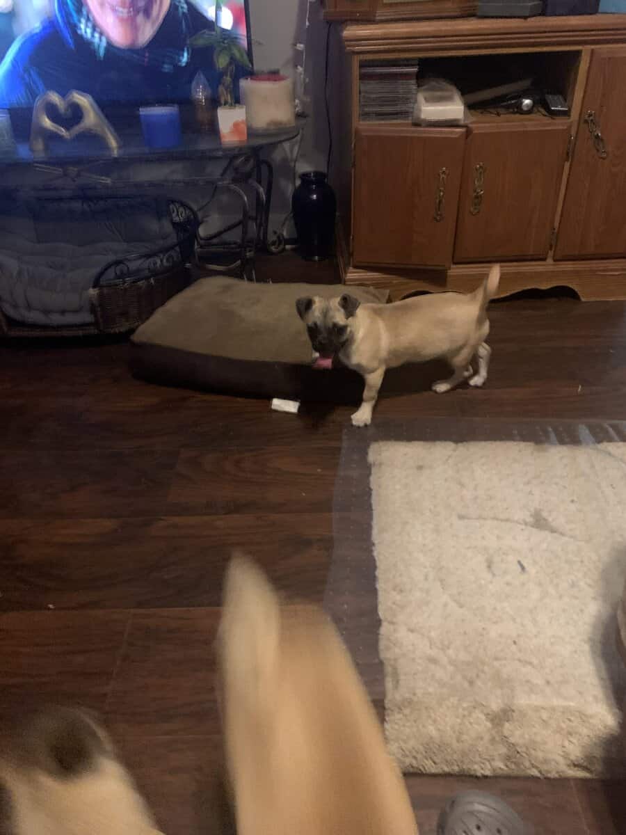 Pugs image 4