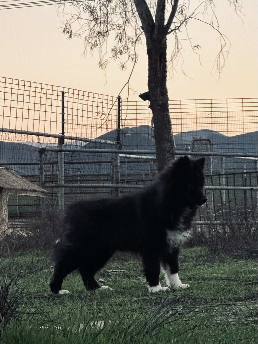 AKC male image 3