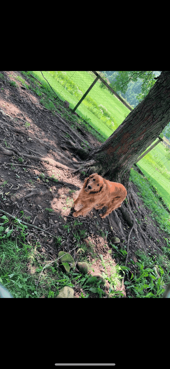 Golden Retriever/Doodle Puppies image 4