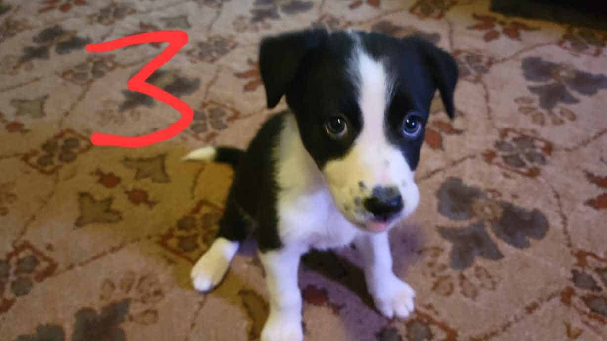 Australian Shepherd / Border Collie image 4
