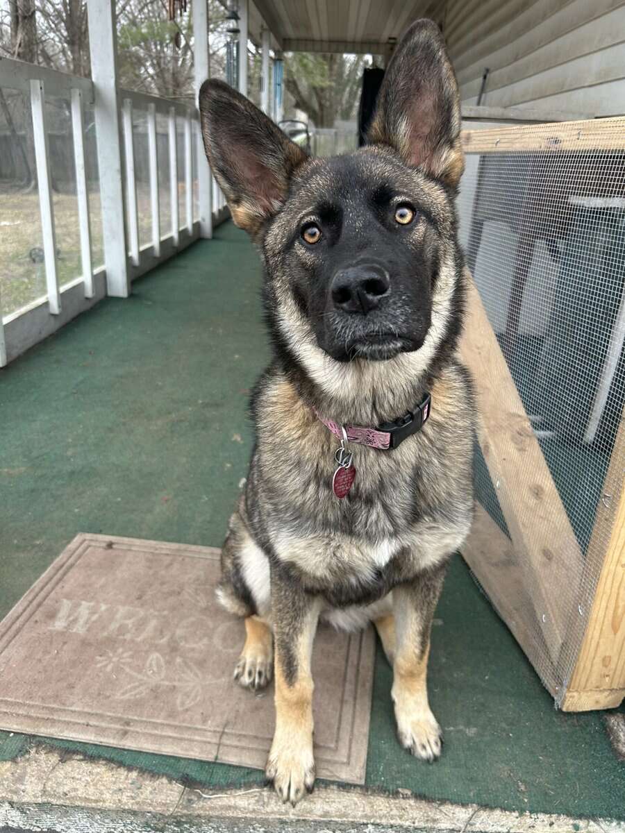 Female German shepherd image 1