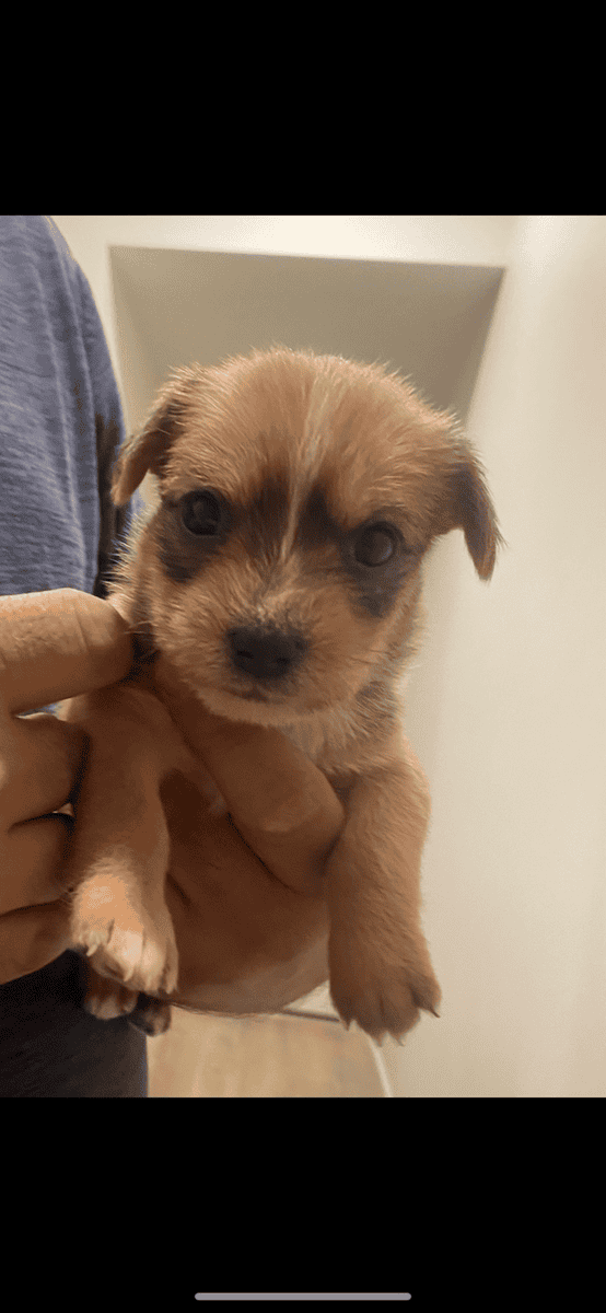 Dachshund/chihuahua puppies image 1