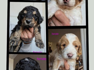 F1b mini Aussiedoodles looking for familie &nbsp;...