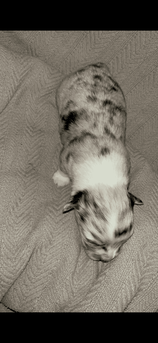 Beautiful Merle corgis and tri corgis for sale image 4