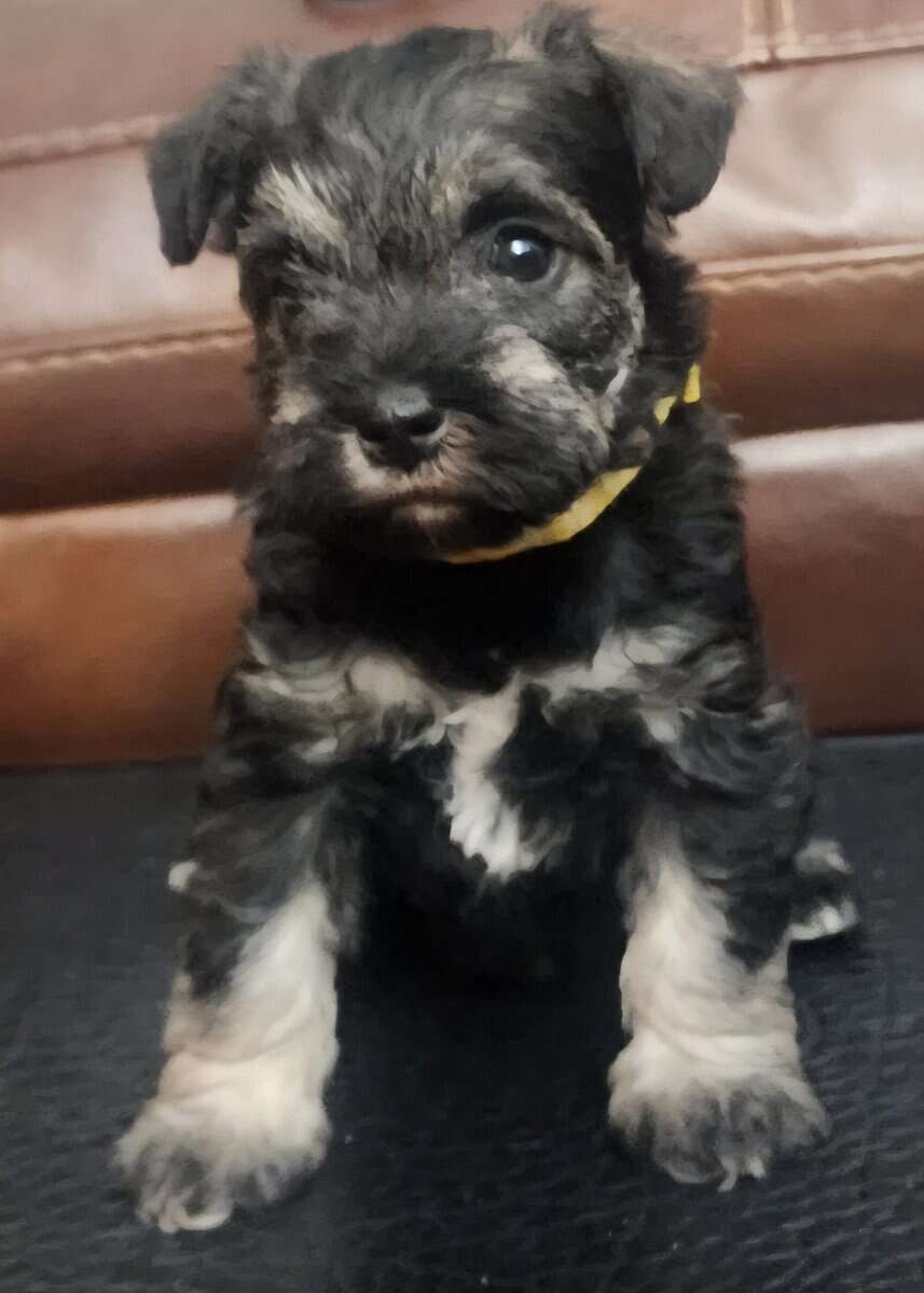 Mini Schnauzer image 1