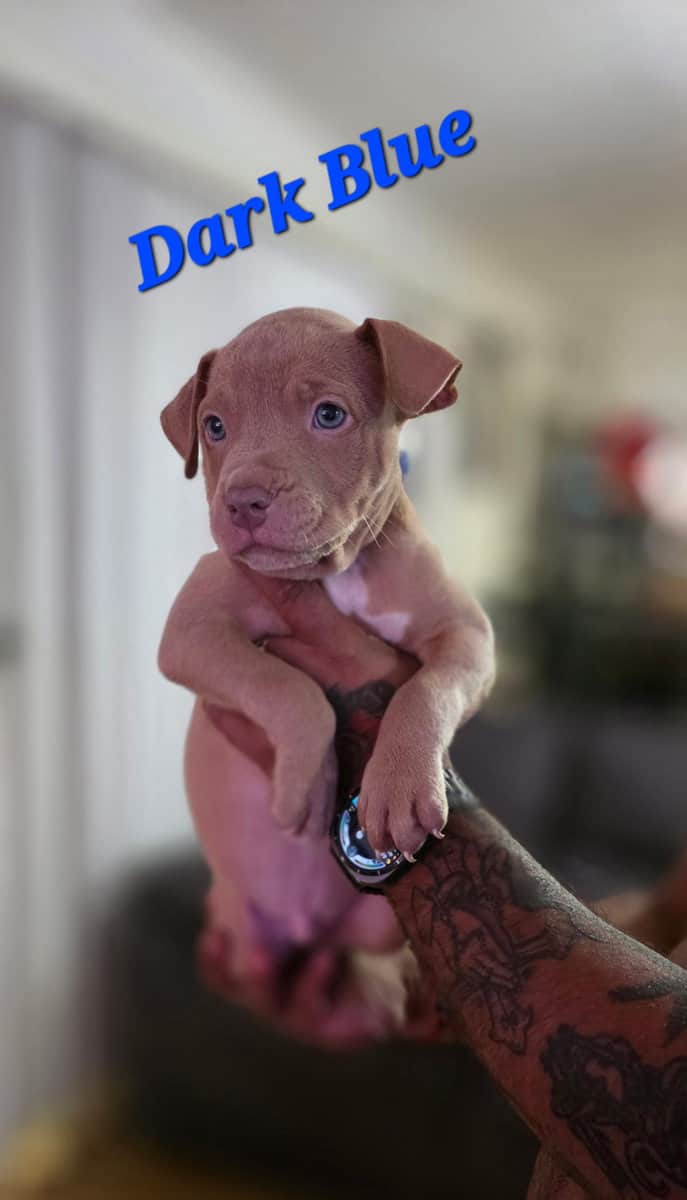 Male pitbull puppies image 11