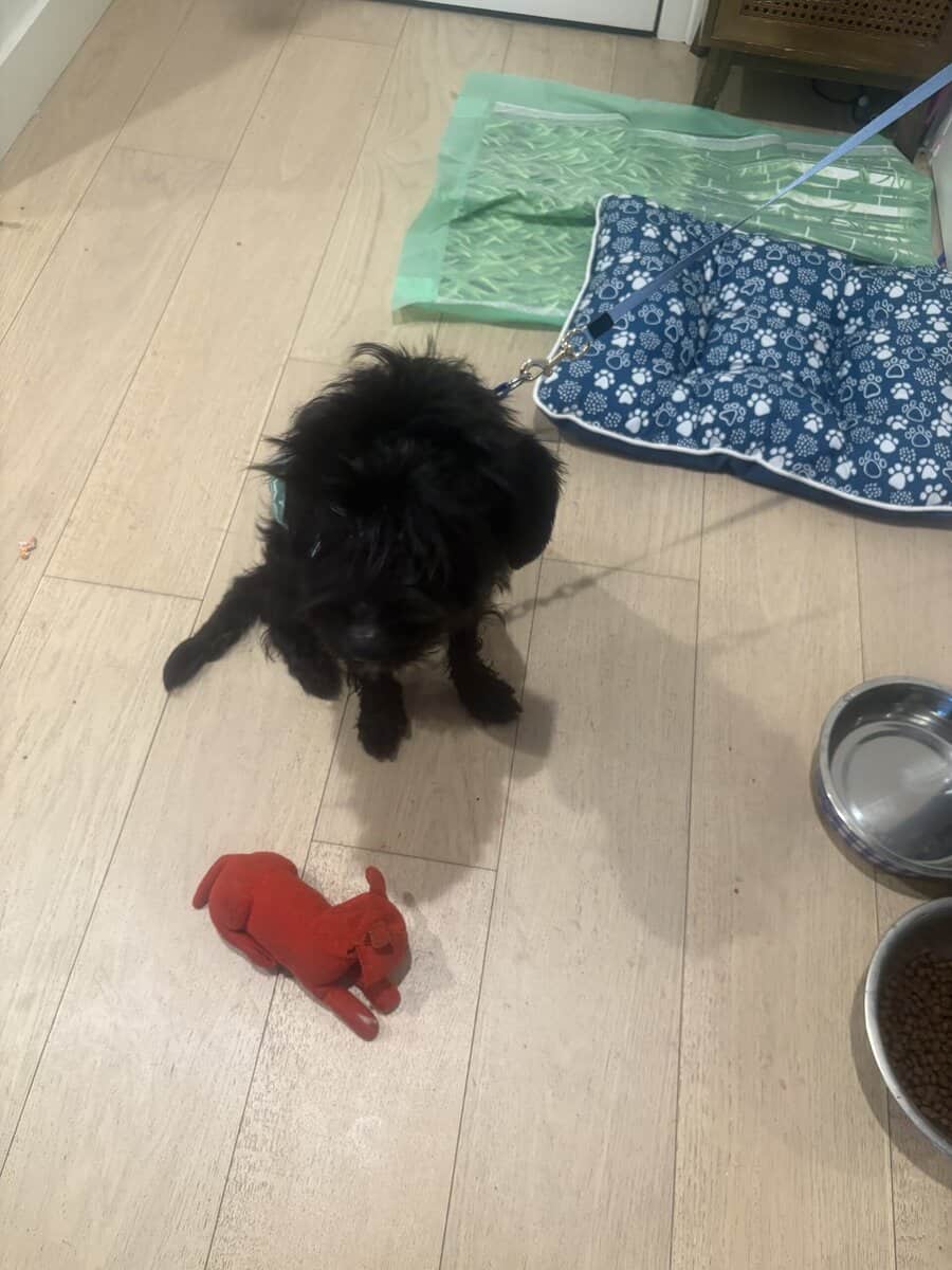 Schnauzer - Terrier image 2
