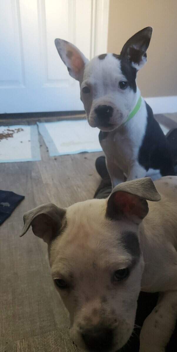 3 puppies looking for a good home! image 6
