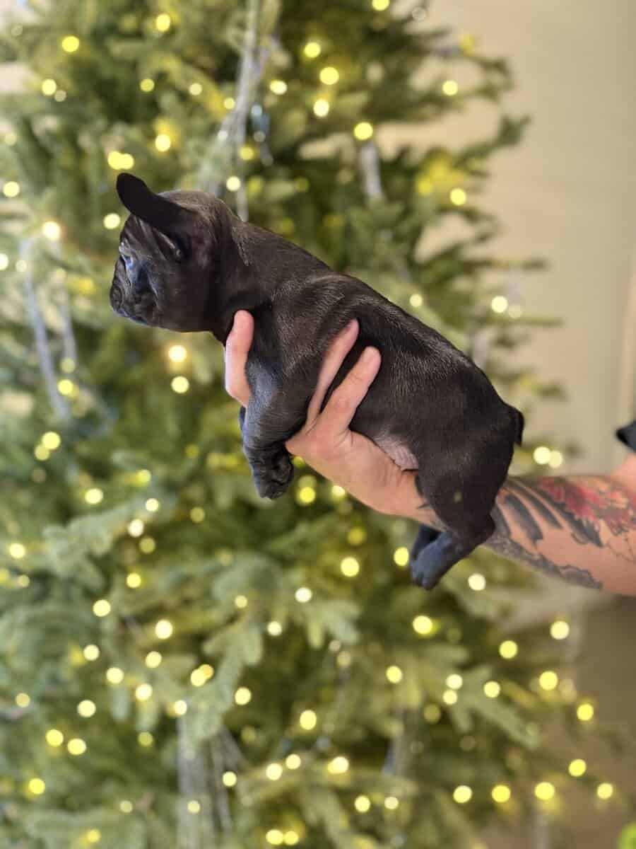 French bulldog puppies image 4