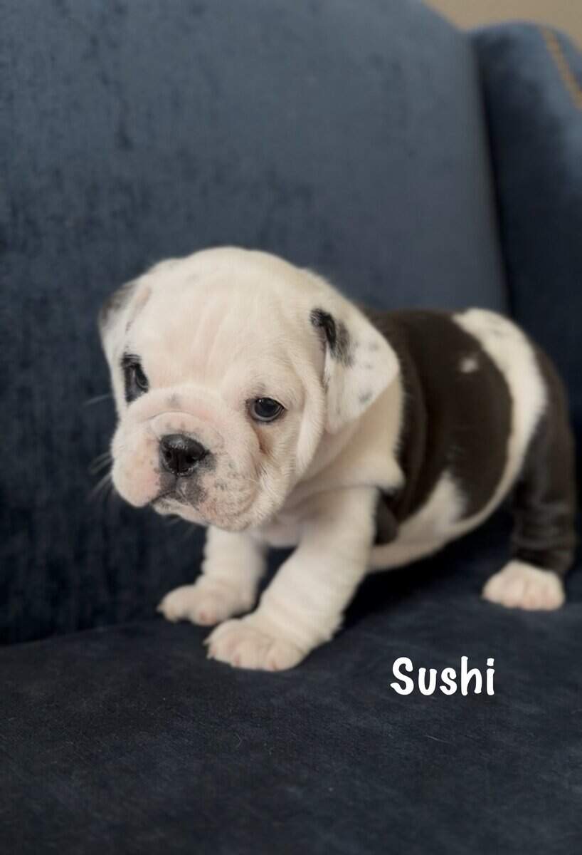 English Bulldog Puppies image 4