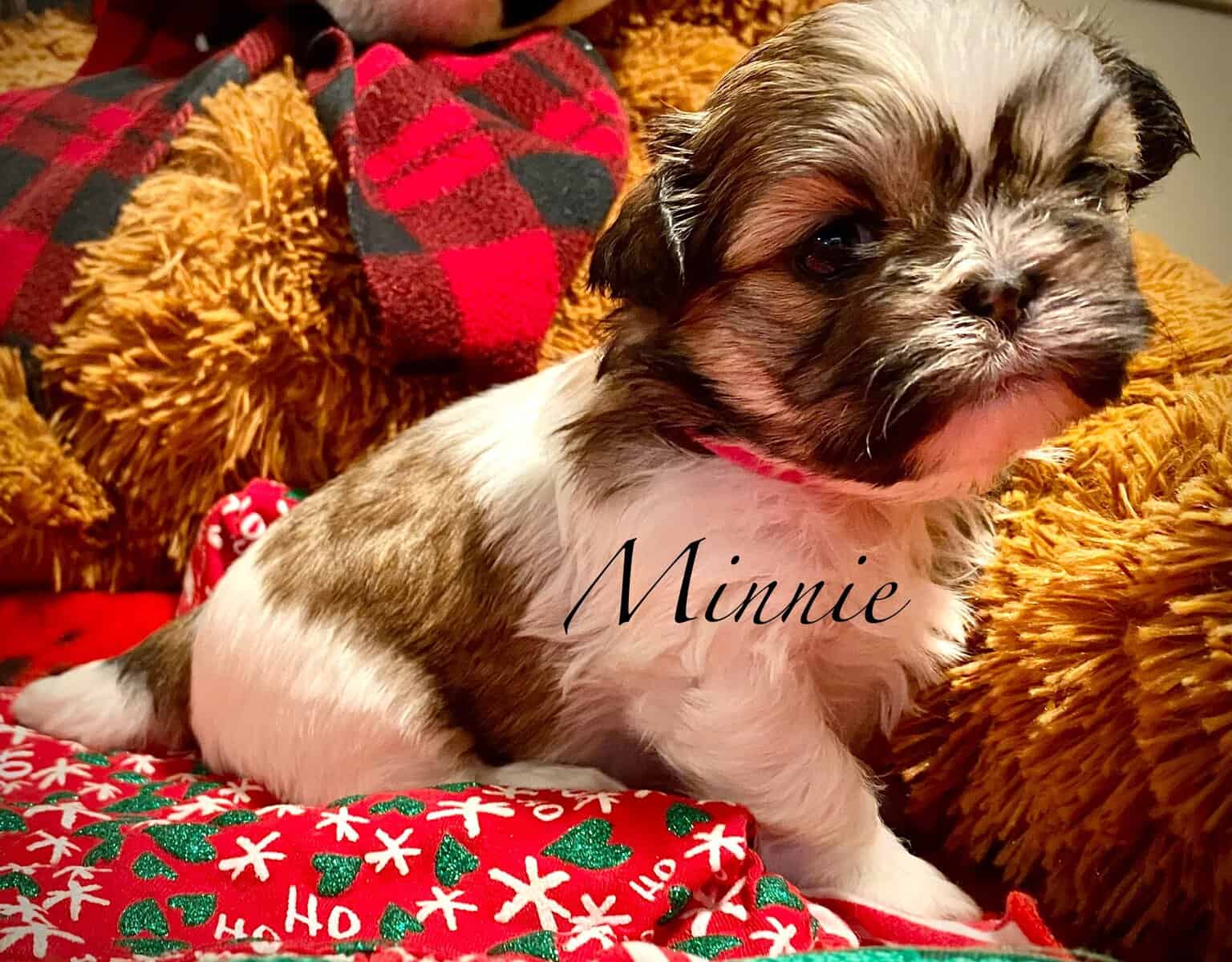AKC Shihpoo and  Shihtzu Snuggles image 2