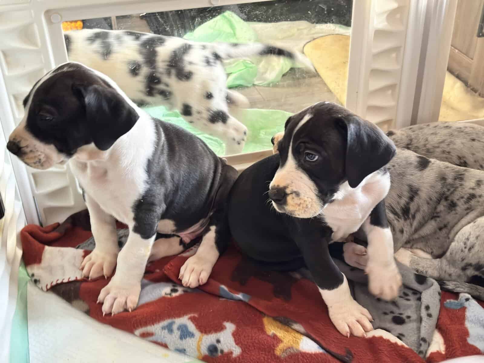 Great Dane puppies image 12