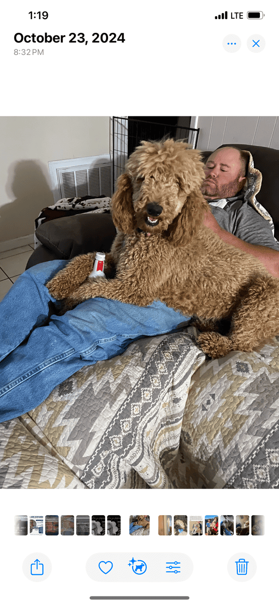 Labradoodles image 7