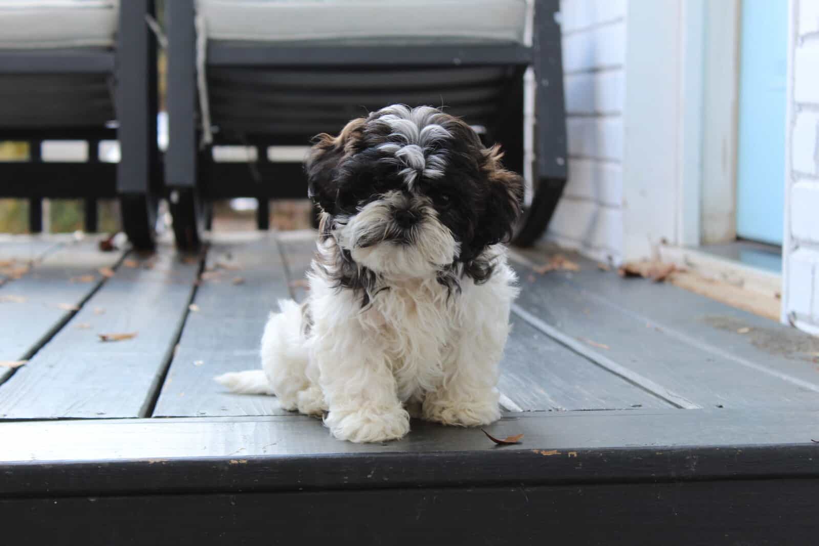 Shih Tzu puppy AKC image 1