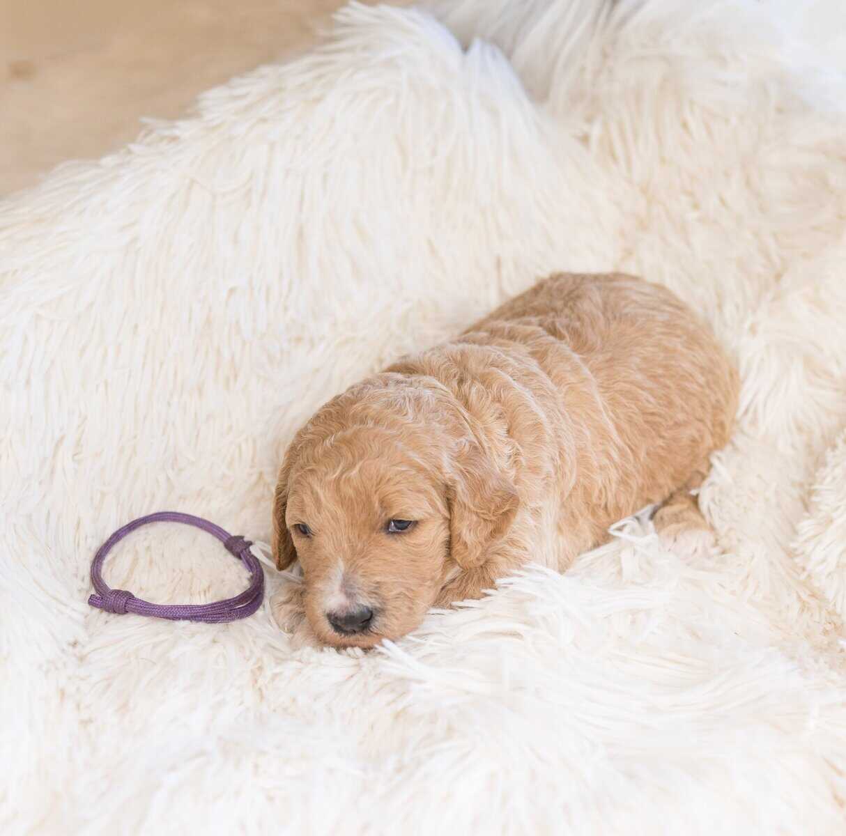 Goldendoodle Puppies image 4