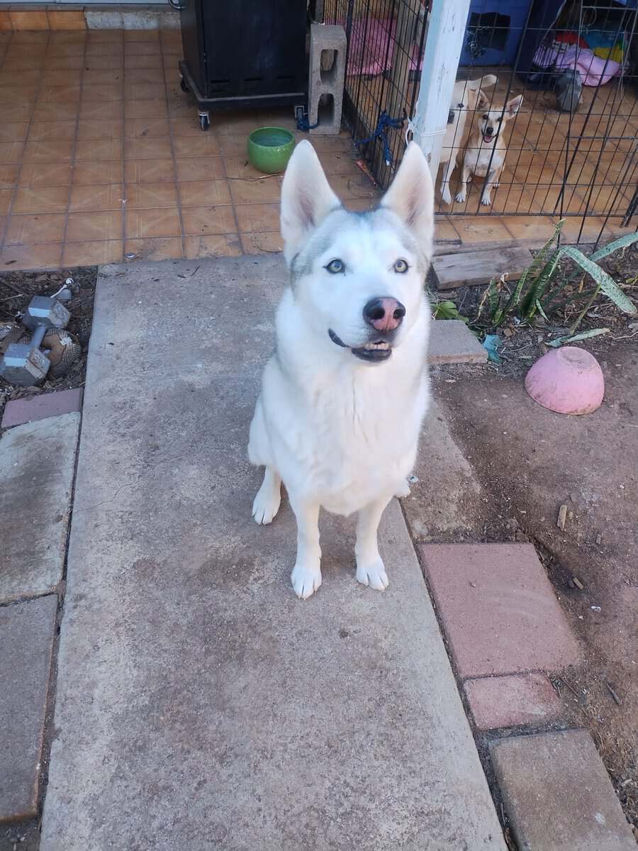 Husky free image 2