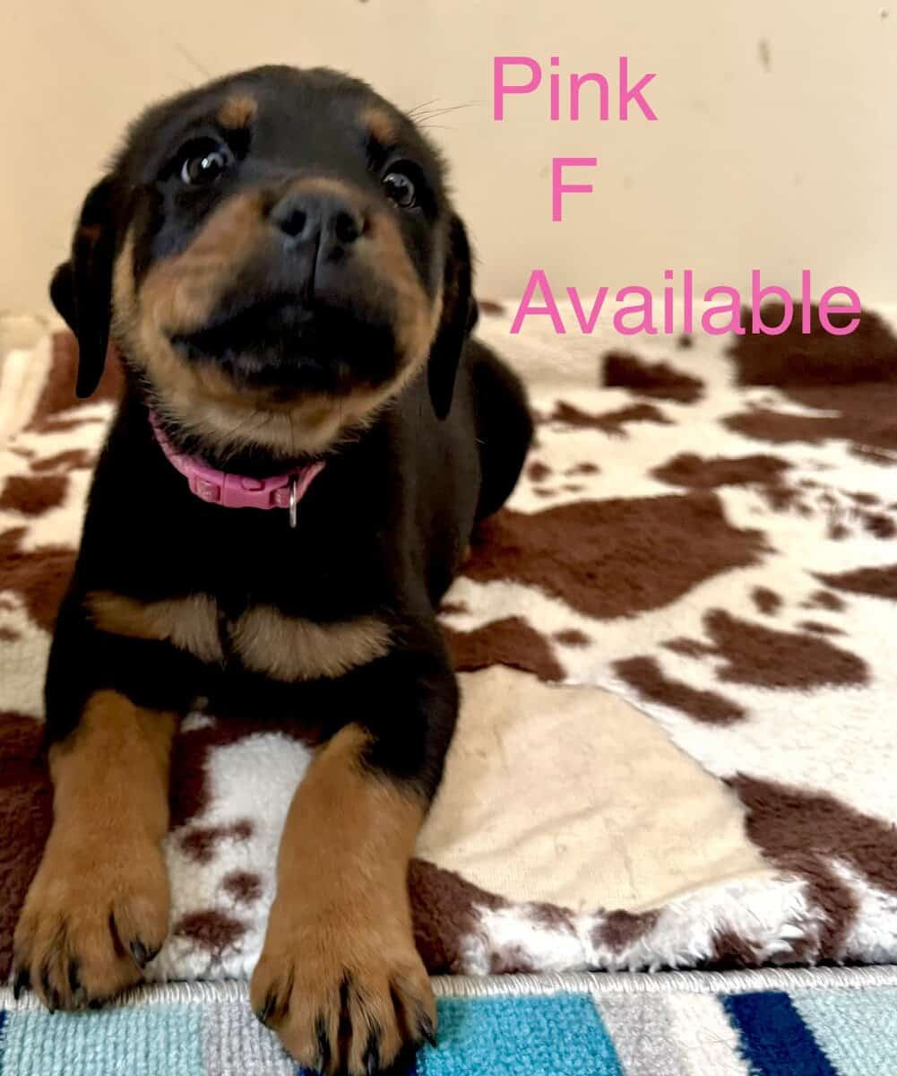 Akc German Rottweilers image 2