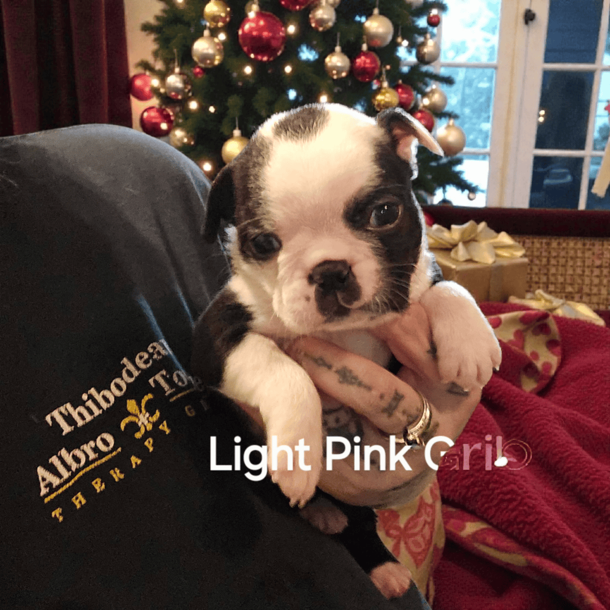 Boston Terriers image 3