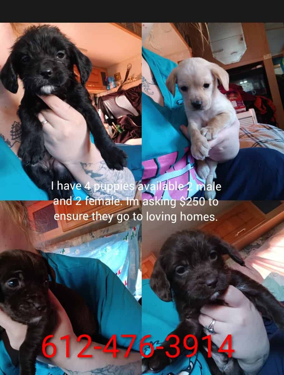 4 puppies available image 1