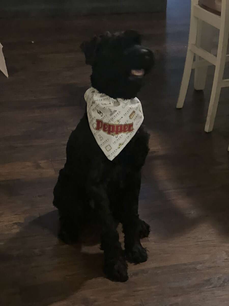 Dog for sell image 2