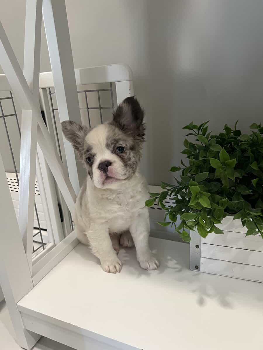 10 mo Fluffy French Bulldog image 4