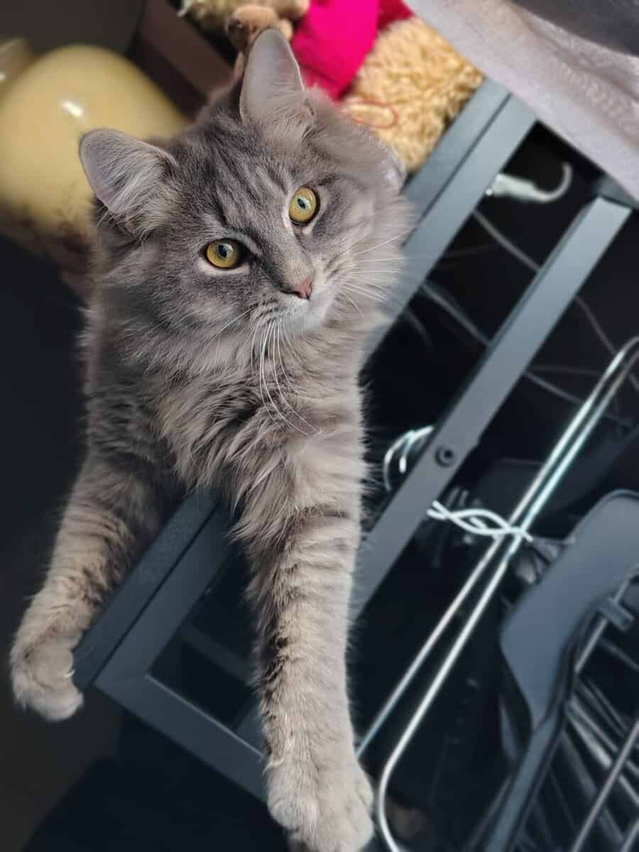 Siberian Kitten need forever home. image 3