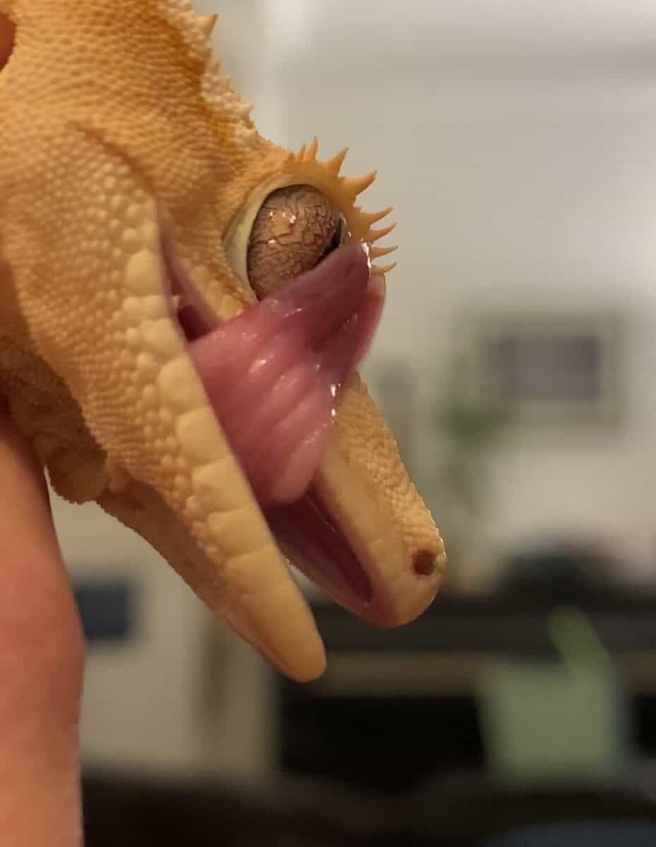Crested Gecko + Terrarium and Supplies image 1