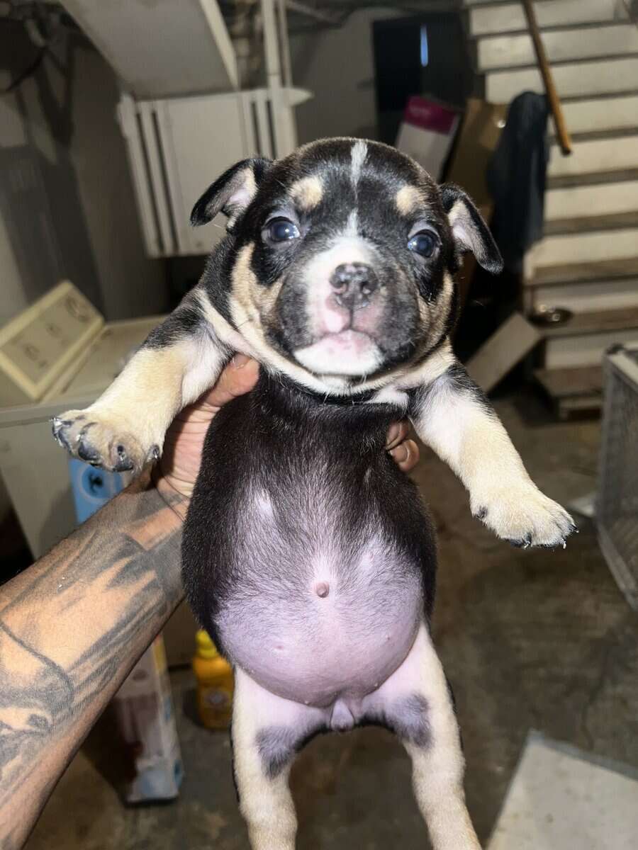 5 month old black tri pocket female image 12