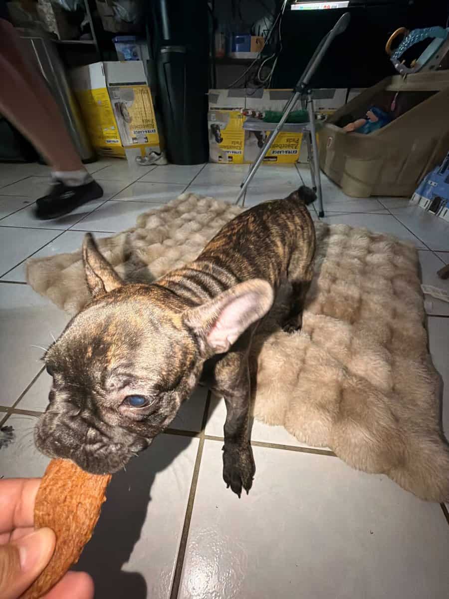 AKC Female French Bulldog image 10