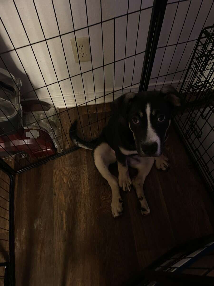 PUPPY UP FOR ADOPTION image 1