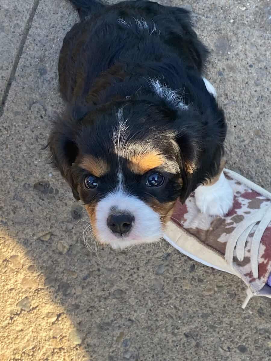 Cavalier puppies image 5