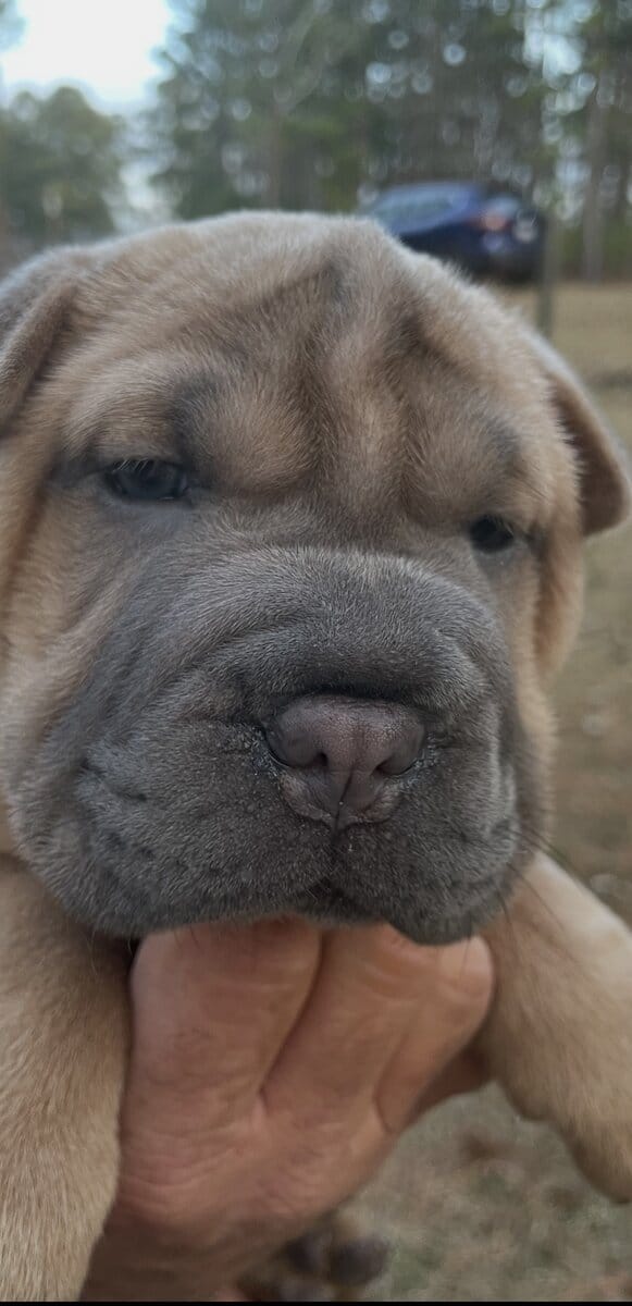 Miniature Shar Pei image 2