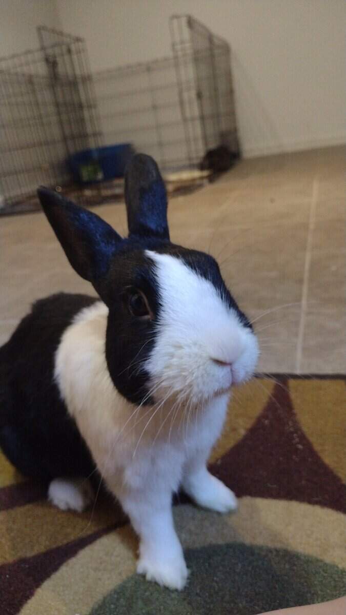 Male dutch bunny in need of a good home! image 3