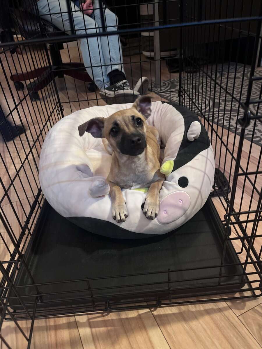 chuweenie image 1