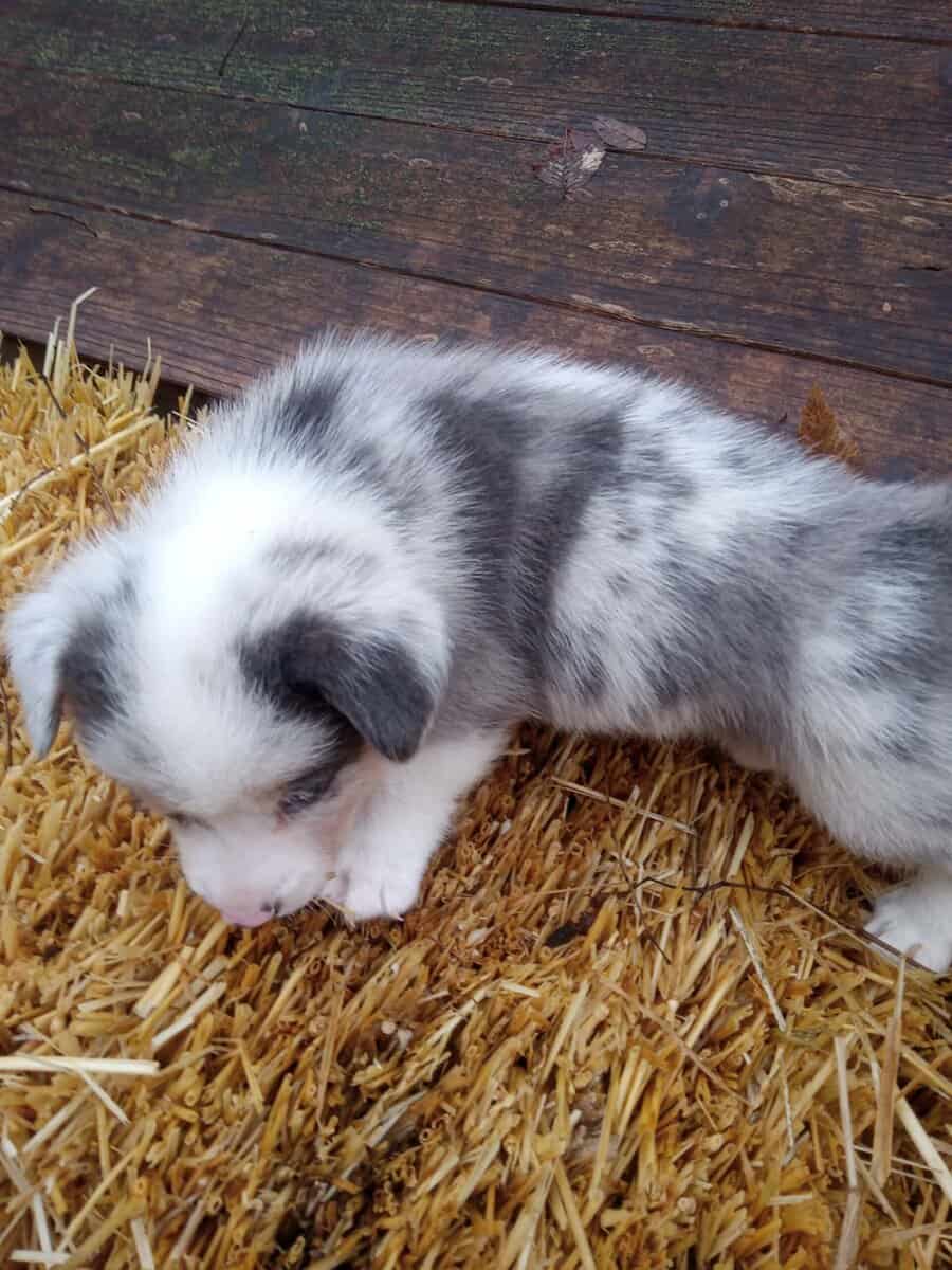 Corgi puppy for Christmas image 5