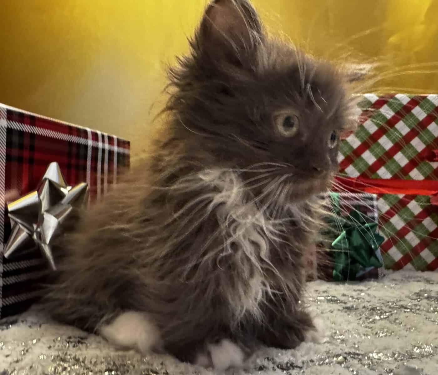 Chocolate mitted male munchkin standard image 1