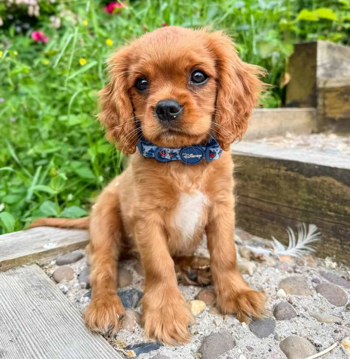 AKC Cavalier King Charles Spaniel Puppies Availabl image 20