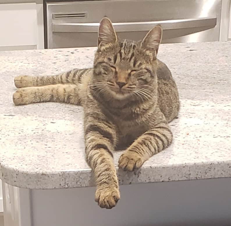 Cocoa, a Healthy and Fully Vaccinated Tabby image 5