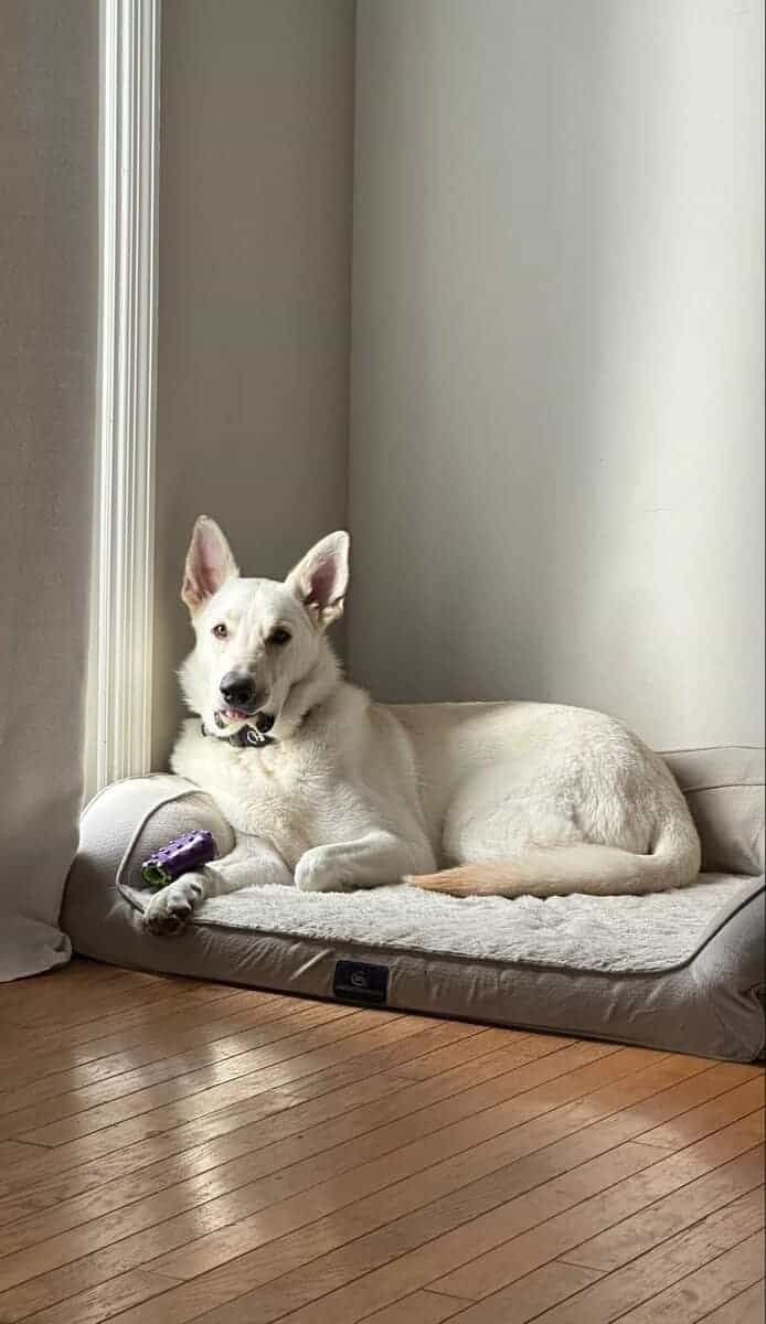 Free White GSD image 2