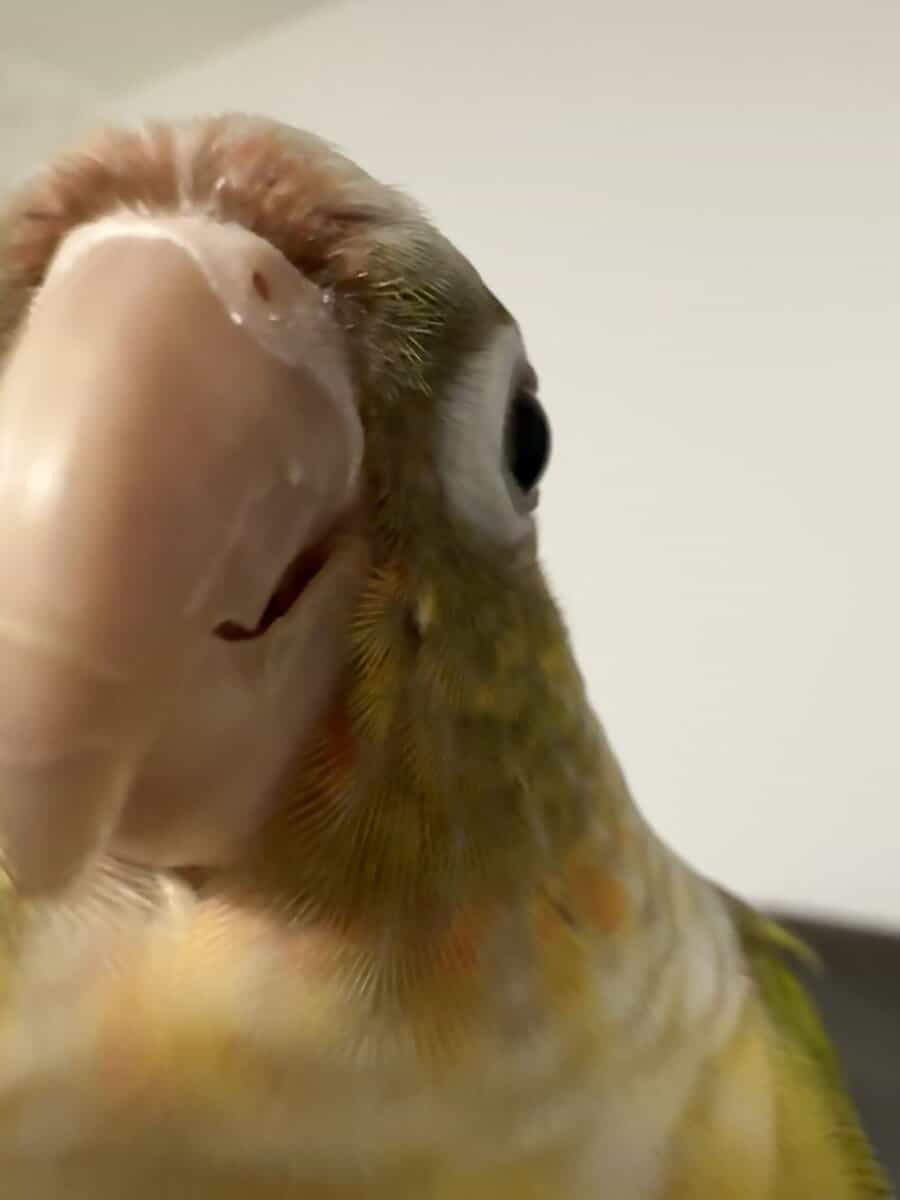Green cheek conure and pineapple image 5