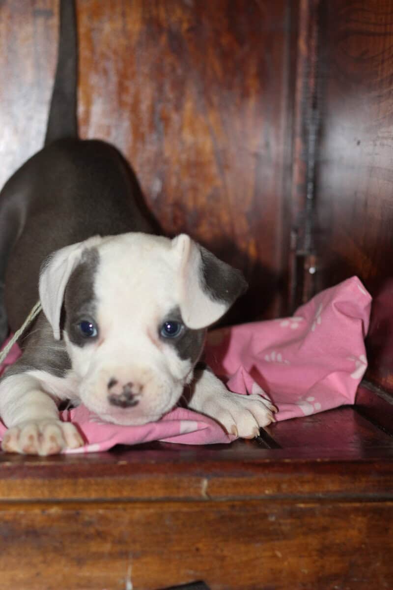 LAB PIT/BULLY MIX PUPPIES image 8
