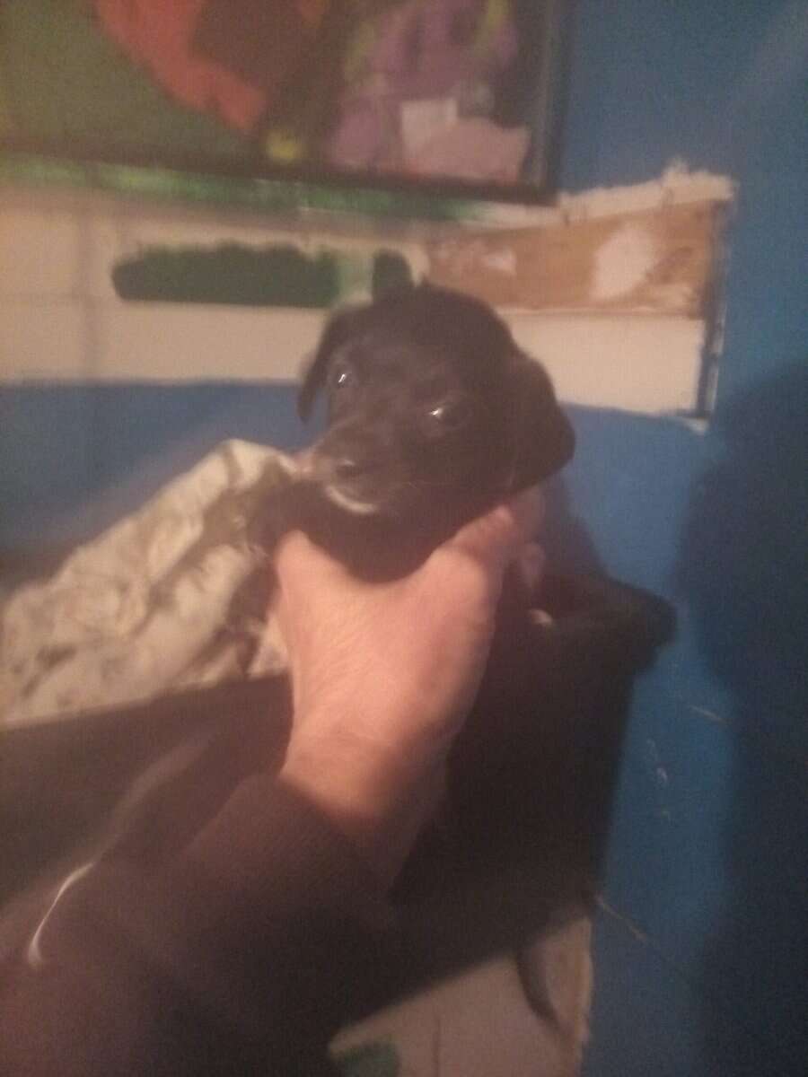 Chihuahua and Dachshund mix image 1