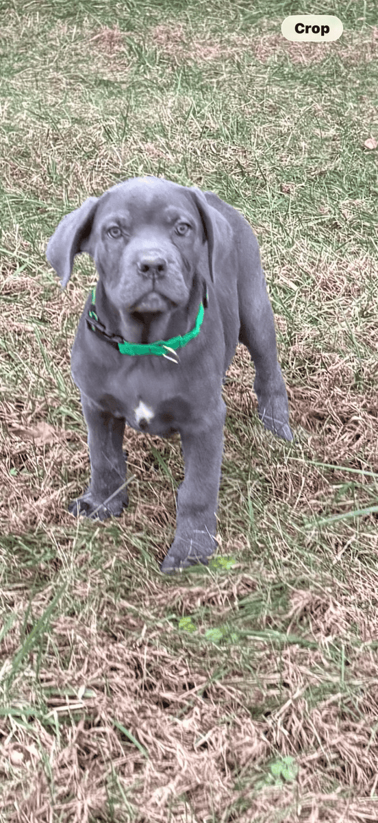 Cane Corso image 2